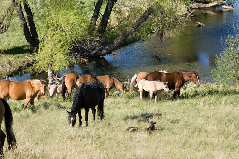 Horses by creek