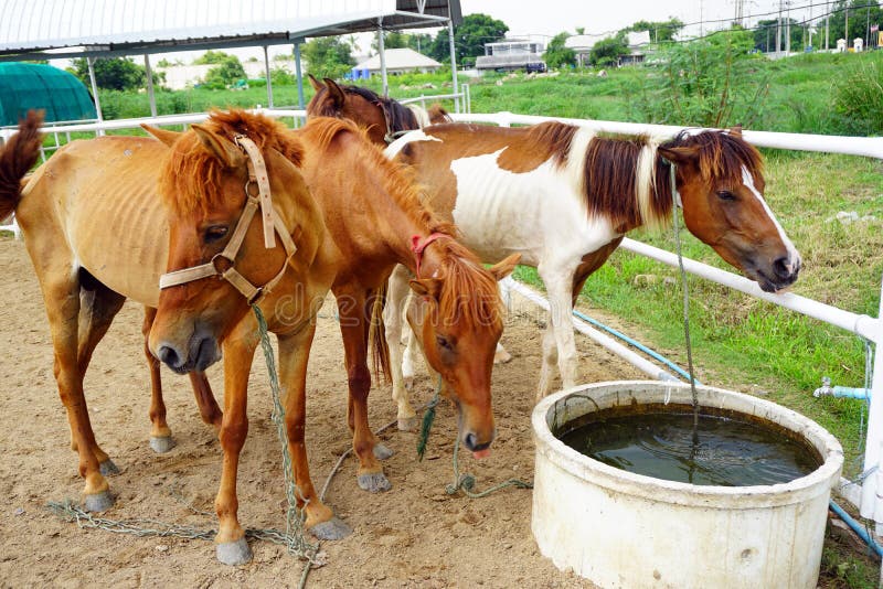 Horses drinking water stock image. Image of embrace, field 73637607