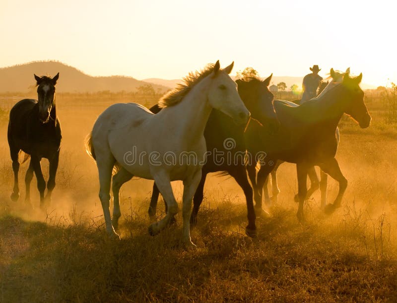 Cavalli che corrono attraverso un paddock al tramonto.