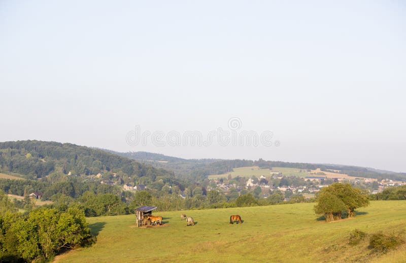 horses in early morning sunlight near han sur lesse and rochefort in belgian ardennes and province of namur. horses in early morning sunlight near han sur lesse and rochefort in belgian ardennes and province of namur