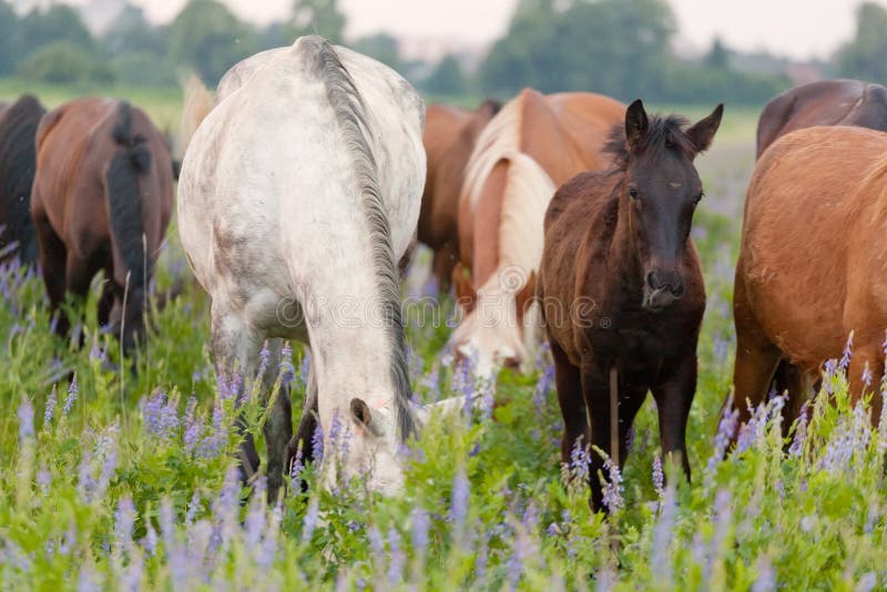 Horses eat a grass