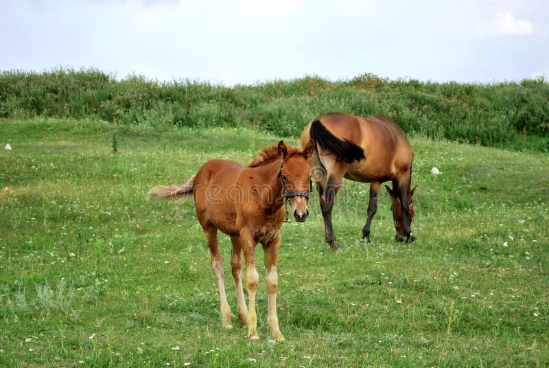 Horses eating stock photo. Image of flora, fauna, agriculture 23793836