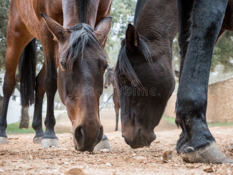 Horses Eating Grass in a Stable Stock Image Image of dirt, horse