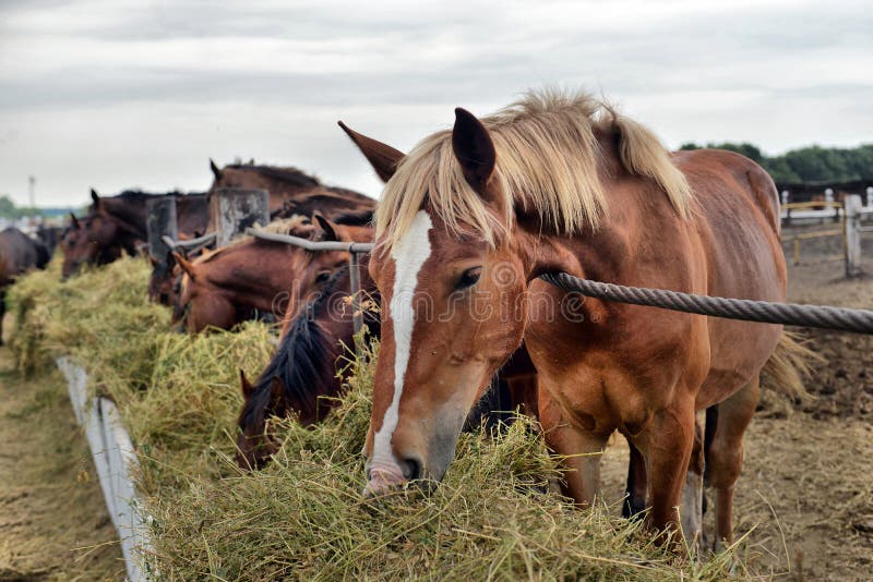 730 Herd Horses Eating Hay Stock Photos Free & RoyaltyFree Stock