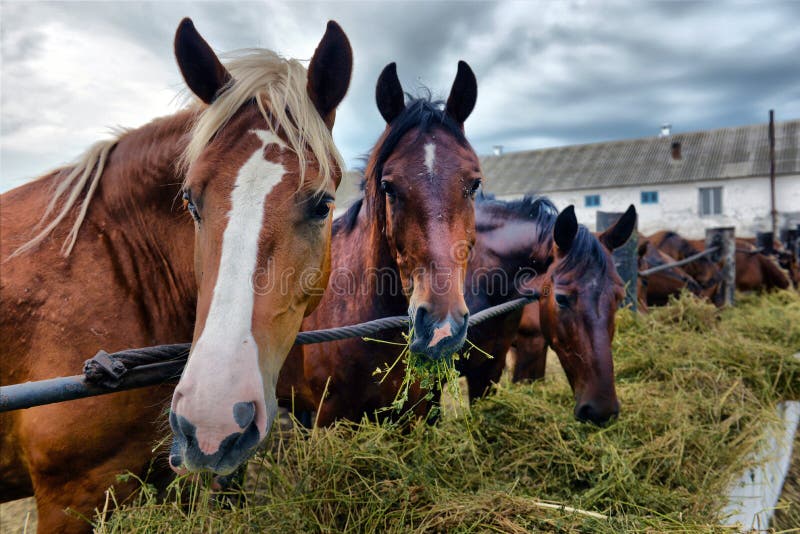 Horses eating hay stock photo. Image of herd, hayrick 41119382