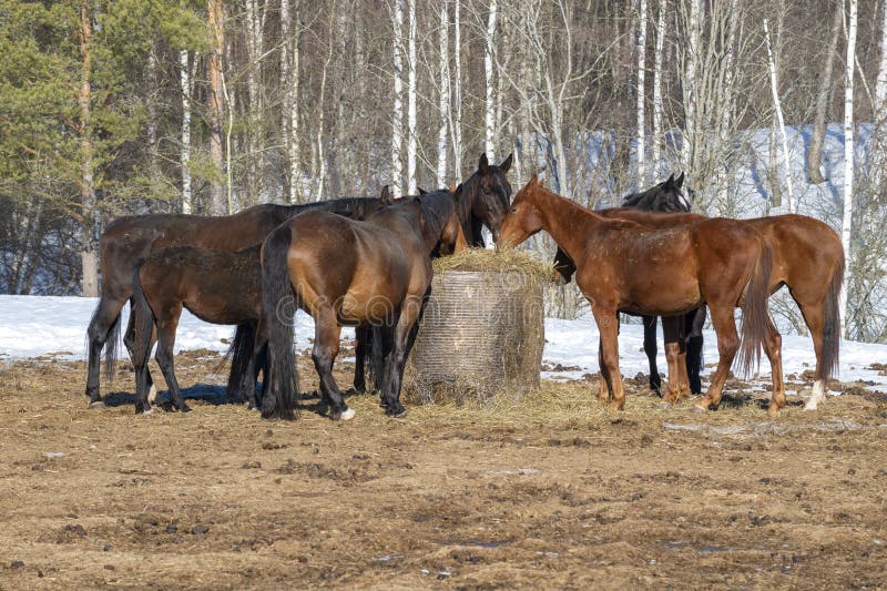 Horses Eating Hay Outdoors, Sunny March Day Stock Image Image of