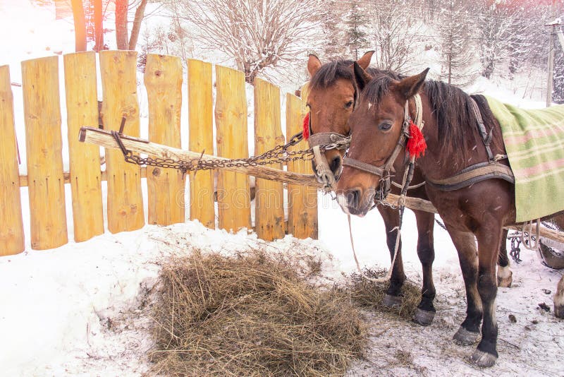 Horses Eating Hay in a Snow Covered Paddock in Winter.Horses in Harness