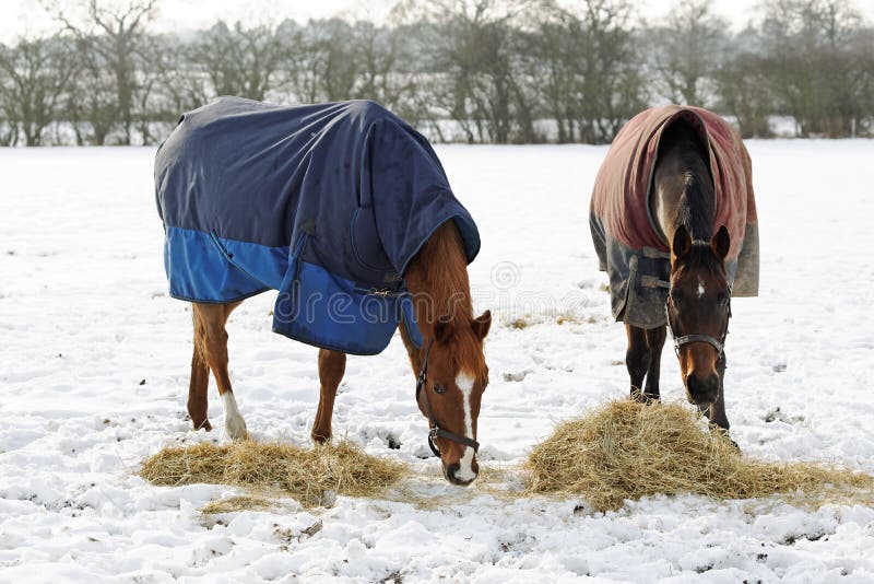 Horses Eating in Snow stock photo. Image of forage, equine 28808480