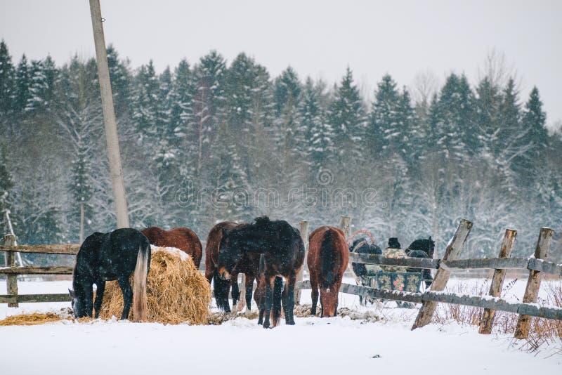 Horses in the enclosure at the horse farm. Freedom, snow.