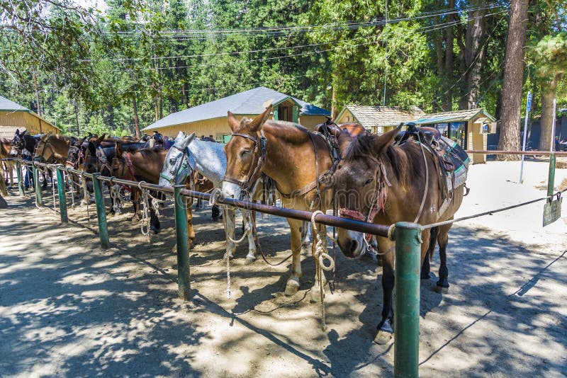 Horses Yosemite National Park Stock Photos Free & RoyaltyFree Stock