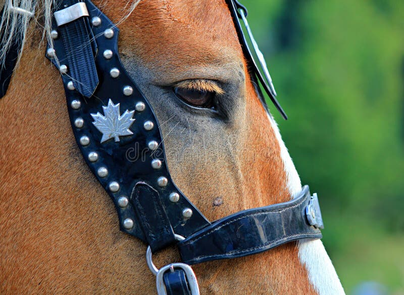 Horses eye with bridle