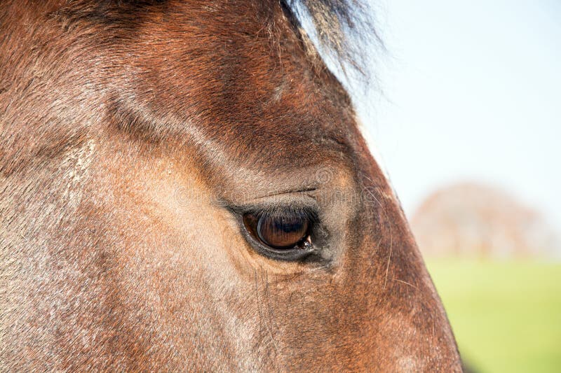 Horses Eye stock image. Image of white, peaceful, quiet 34295