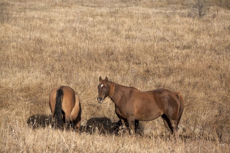 Quarter horses in clover stock image. Image of clover 5694363