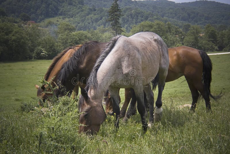 Horses family