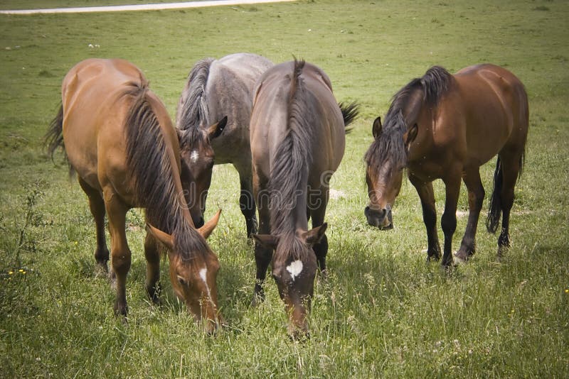 Horses family