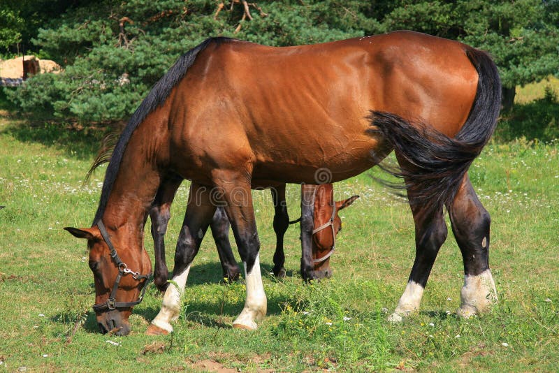 Horses on the farm