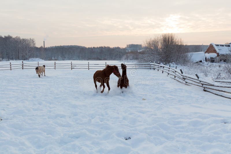 Horses at the Farm at Sunset Stock Photo Image of house, country