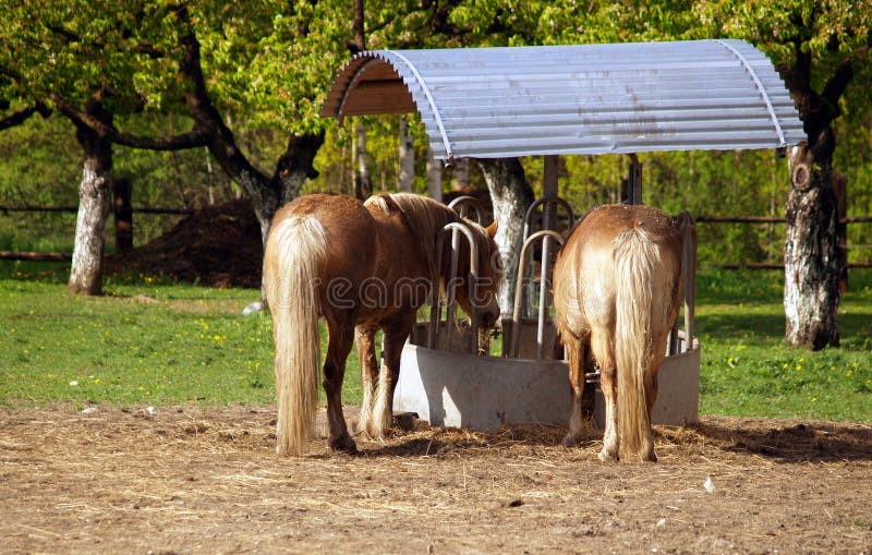 Horses at feeder