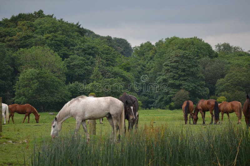 Horses feeding stock image. Image of wild, wildlife, field 25765783