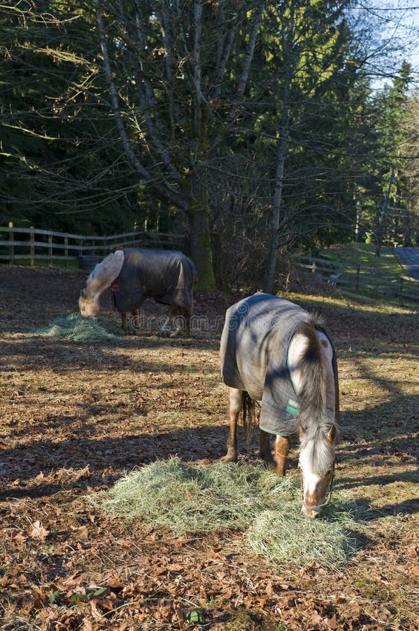 Horses feeding time stock image. Image of palomino, food 4423777