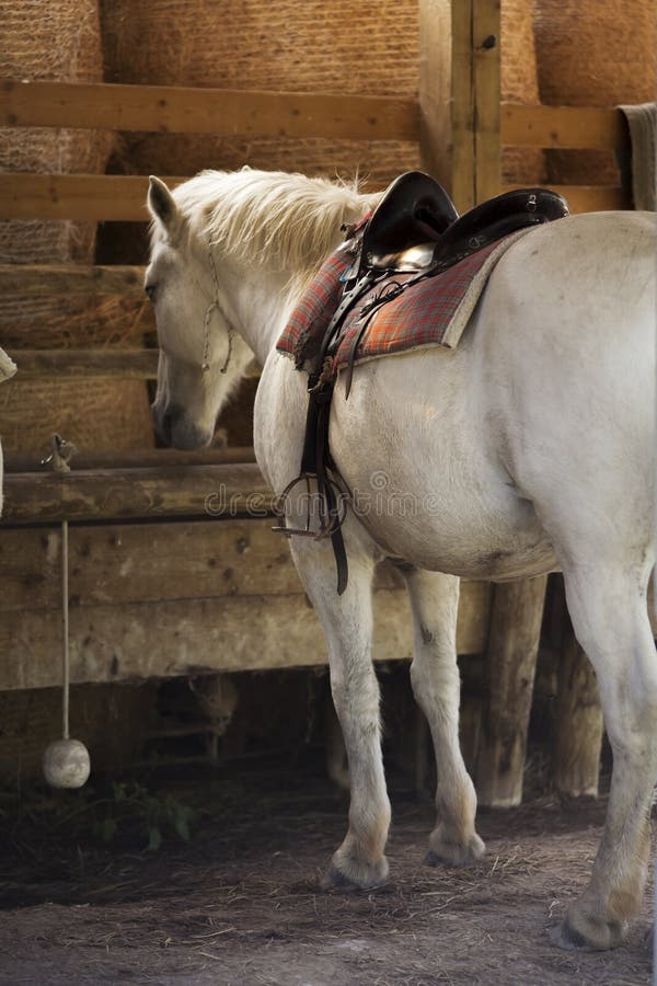 Horses Feeding at the Trough Stock Photo Image of hair, reserve 27943412