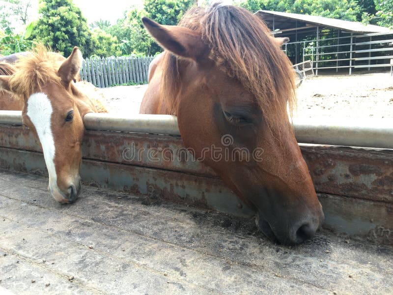 Horses Feeding at the Trough Stock Photo Image of horse, agriculture