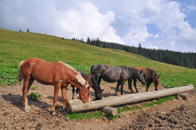 Horses At A Feeding Trough With Salt Stock Photo Image 15636626