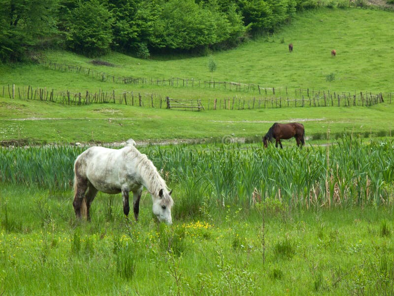 Horses on field