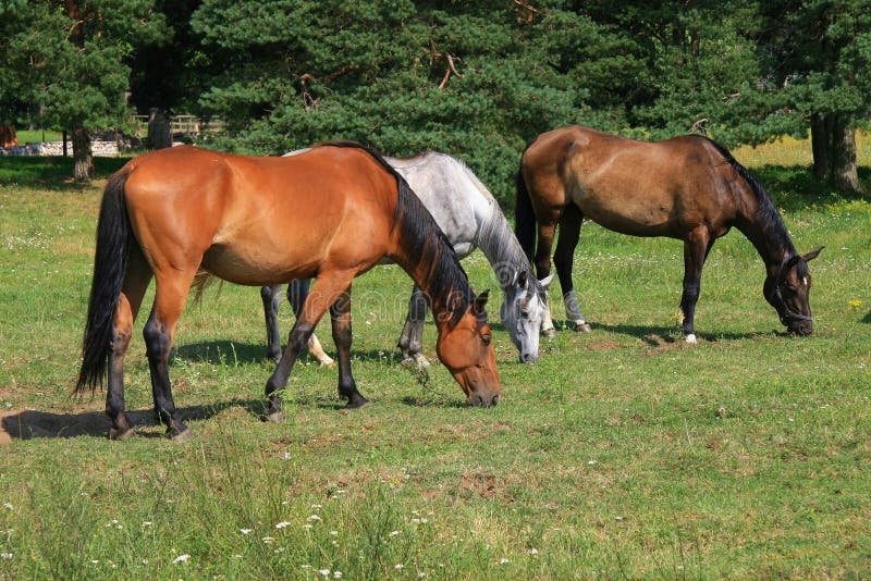 Horses on field