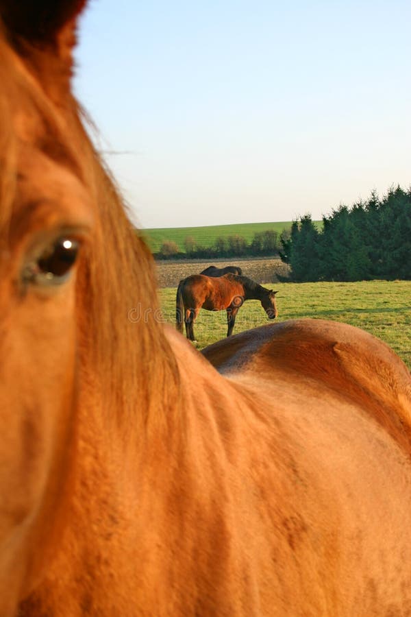 Horses on field