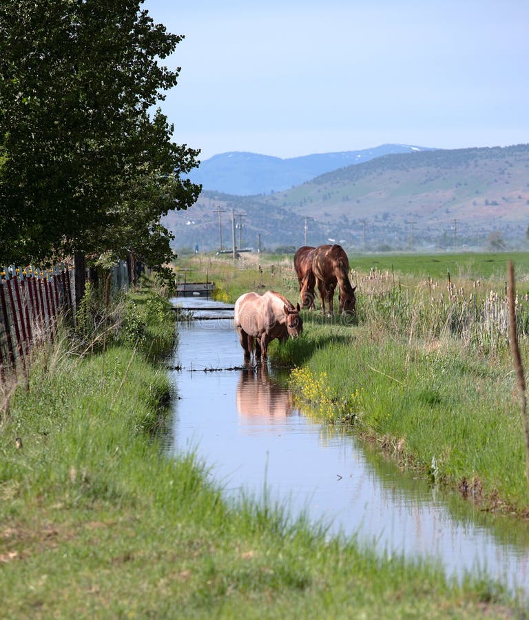 Horses in a Field, Southern Oregon. Stock Image Image of landscape