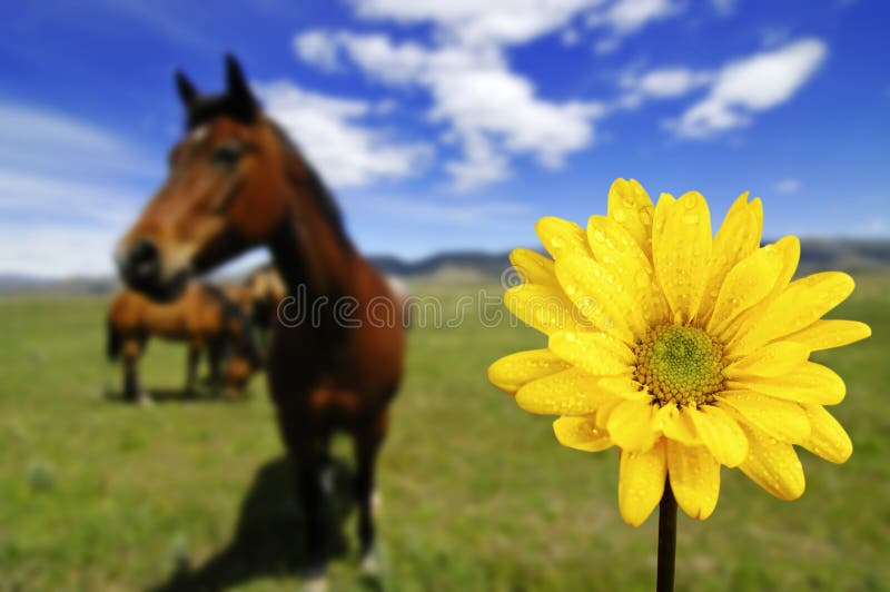 Horses in Field with Yellow Spring Flower Stock Photo Image of fence