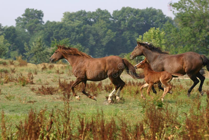 Horses in Flight stock image. Image of floating, meadow 1030505