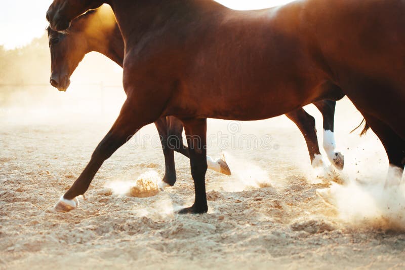 Horses galloping along the beach. Sand crumbles from under the hooves. A group of horses are free.