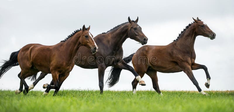 Horses galloping in a field against cloudy sky