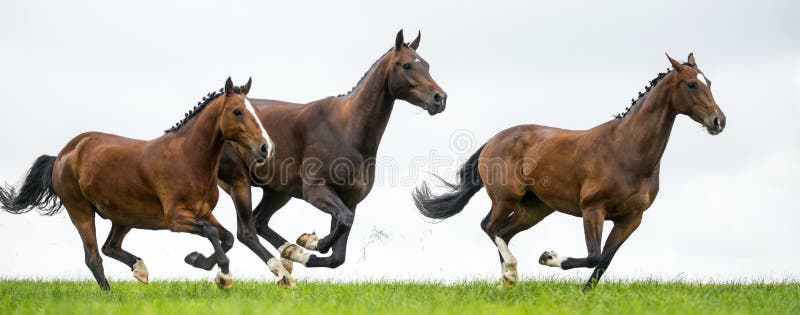 Horses galloping in a field against cloudy sky