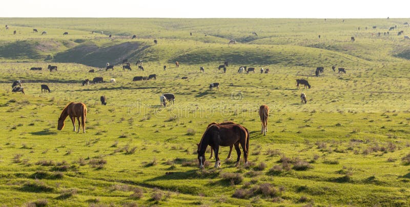 Horses graze in the steppe of Kazakhstan in spring