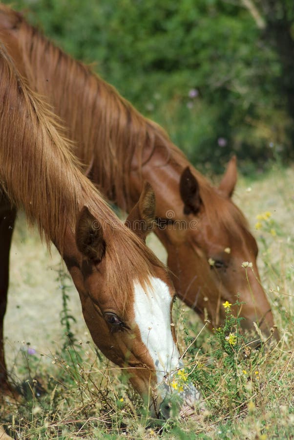 Horses grazing