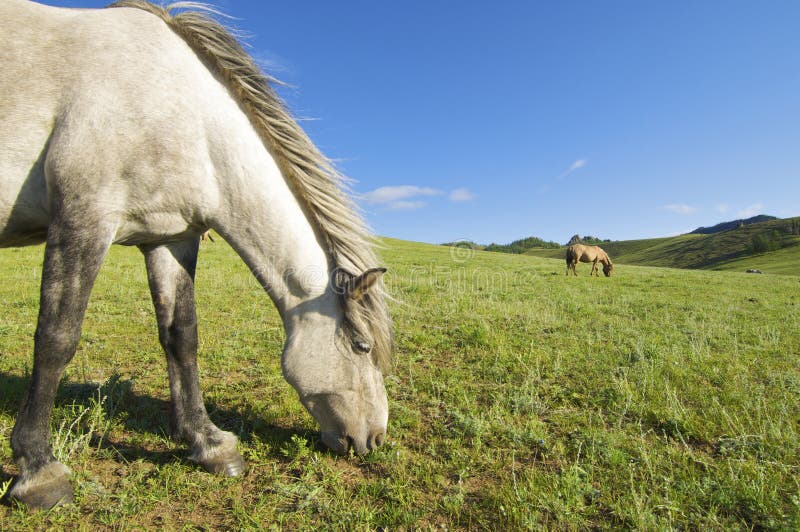 Horses grazing