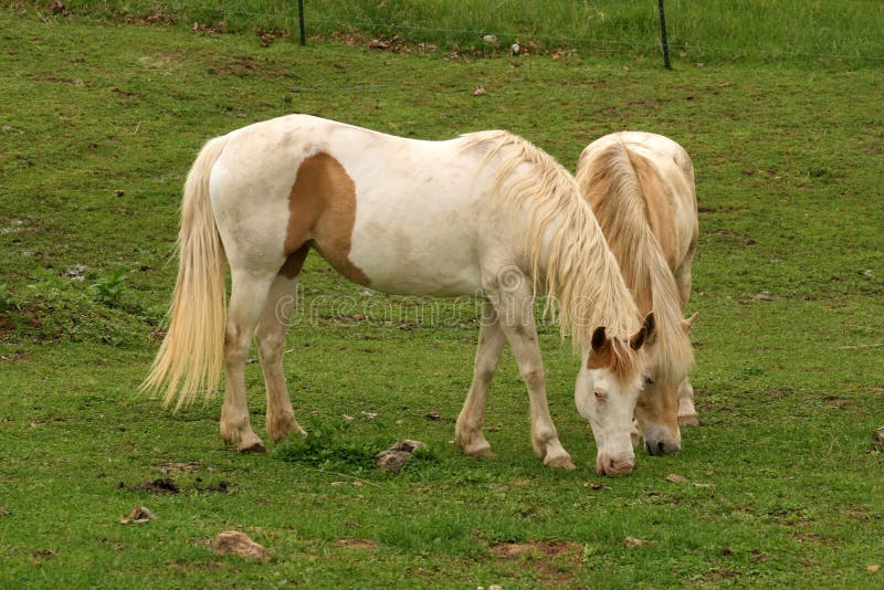 Horses Grazing