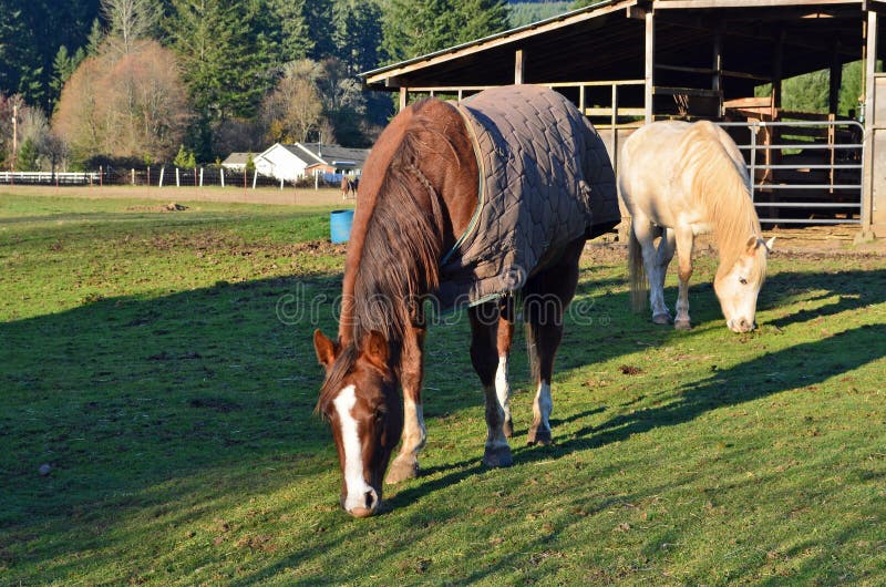 Horses grazing