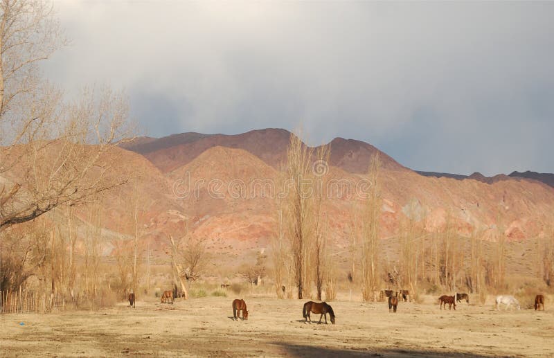 Horses grazing in colourful mountains