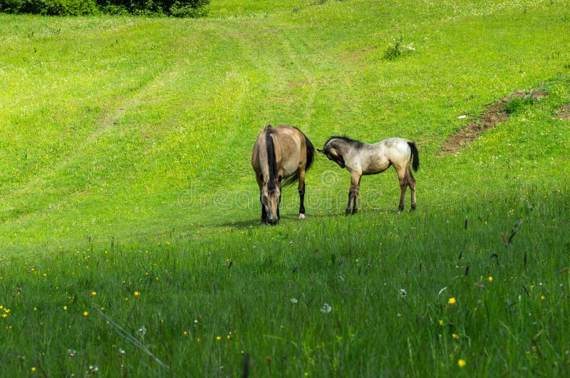 Horses