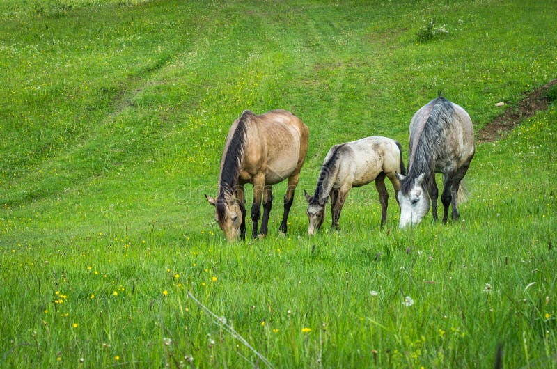 Horses