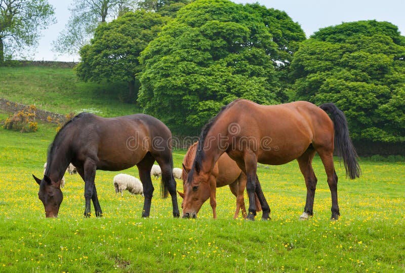 Horses grazing is green pasture.
