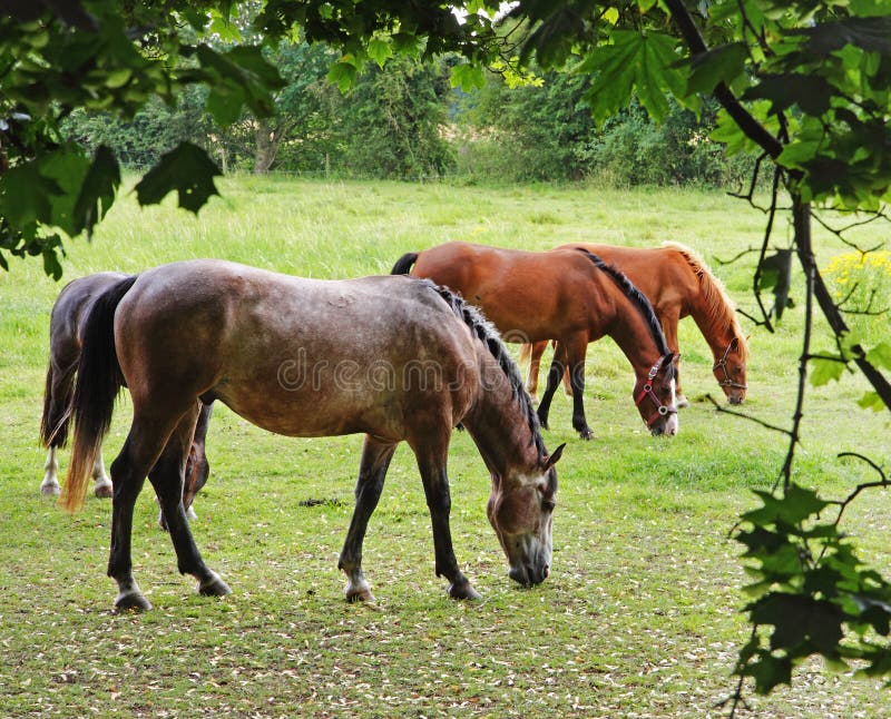 Horses Grazing in Rural England Stock Photo Image of landscape