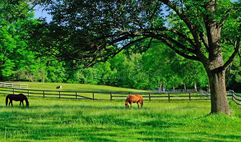 Download Horses Grazing In A Rural Farm Pasture Stock Photo - Image of spreading, horses: 41387266