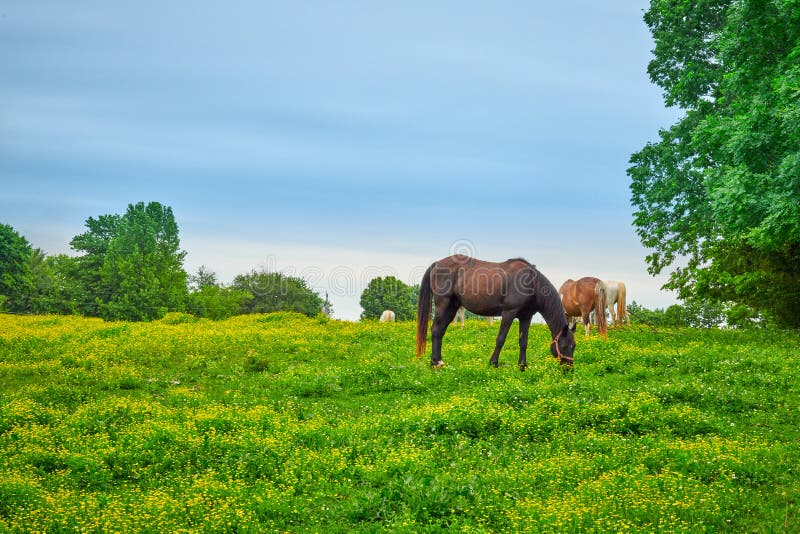 Horses Grazing on Spring Grass Stock Photo Image of flower, brown