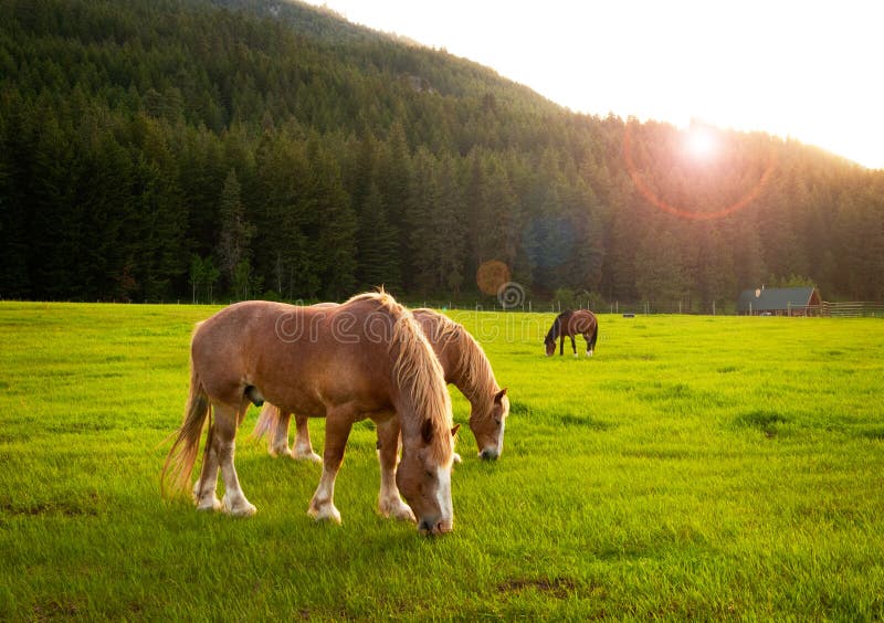 Horses Grazing at Sunset