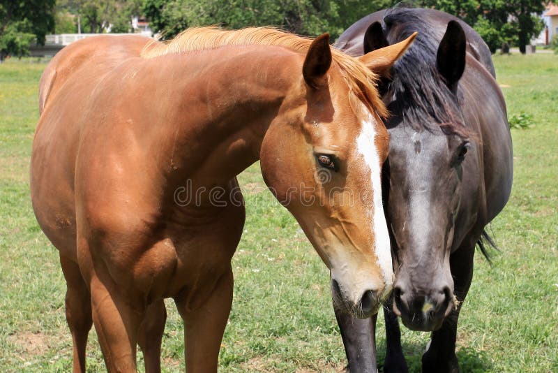 Horses on the green Field